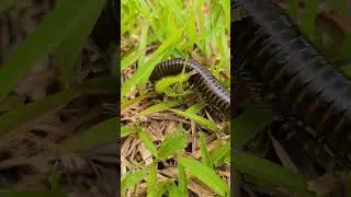 Narceus americanus&nbsp;#shorts #youtubeshort #nature