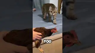 What does your cat really think when you clean its litter box