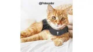 Thundershirt Classic Cat Anxiety Jacket Review: Does It Really Calm Your Cat&rsquo;s Stress?
