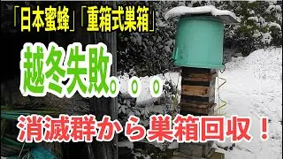 越冬失敗…日本蜜蜂の消滅群から巣箱回収！　#日本ミツバチ #重箱式巣箱