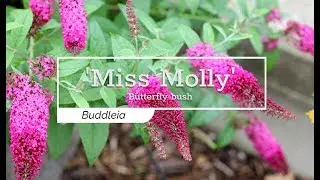 30 Seconds with 'Miss Molly' Butterfly Bush