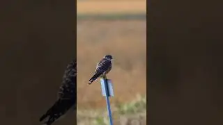 出雲まで行ったけど本命は見つけられず、しかし大好きなコチョウゲンボウが近くに来てくれてありがたや😍