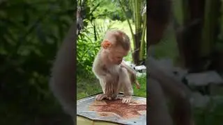 #wildlife99 #viral #shortsvideo #youtubeshorts #monkeys #monkeyvideo #monkey #shorts #animals
