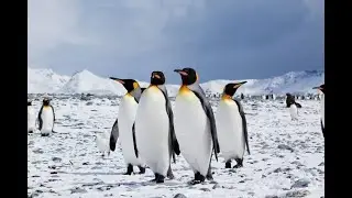 Fancy #Dress #DIY #PENGUIN #KEEP Subscring on Sanvideep cute videos