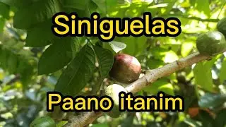 Siniguelas, Paano nga ba itina-tanim ito?