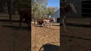 Reba Lot 2