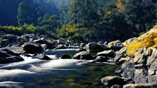 Calming Forest Ambience -Autumn Forest River Ambience for Deep Rest ASMR River Sounds for Relaxation