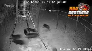 MONSTER GROUP of PIGS&mdash;All Caught in One Hog Brothers Trap!