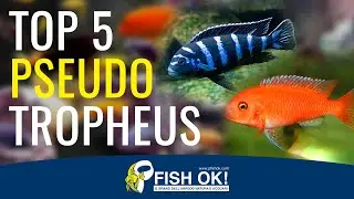 🐟 Top 5 Pseudotropheus Ciclidi Africani in acquario