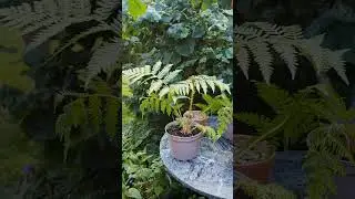 Dicksonia antarctica 🌱