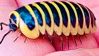 Round millipedes live in limestone forests.