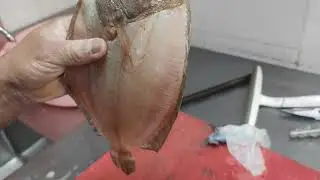 Dover Sole Round cutting video || Round Manthal fish