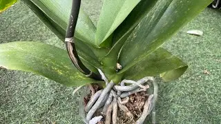 #4🌱 Unlock Strong Orchid Roots with Ginger & Oatmeal Magic @BlissfulGarden6​