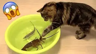 Essayer De Ne Pas Rire 😅 Meilleurs Chiens et Chats Dr&ocirc;les 😹🐶 Partie 19