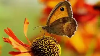 UK butterfly sightings worryingly low, experts say