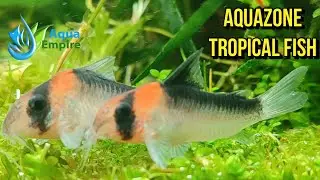 Aquazone Live Fish Unboxing
