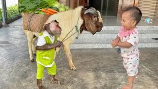 Too Cute ! CUTIS Invites Goat to Market to Buy Food for Baby Yen Nhu
