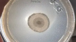Open-air inoculation shenanigans. MS spore syringe to agar.