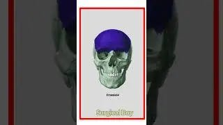 Do you know all 22 bones of the skull?
