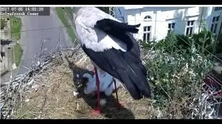 Video 2017 07 05 140256