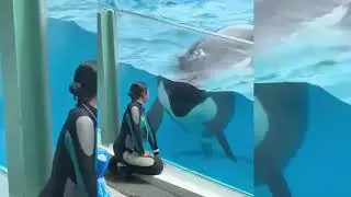 Jessica and Dolphin see more 😭😭😭😭