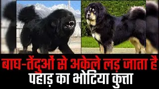 बाघ-तेंदुओं से अकेले लड़ जाता है पहाड़ का भोटिया कुत्ता | Uttarakhand News Special Report