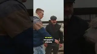 Овца vs Альпака: Правда о Шерсти, Которая Стоит Тысячи Долларов!