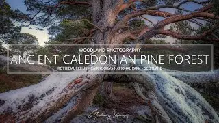 Ancient Caledonian Pine Forest - Woodland Photography