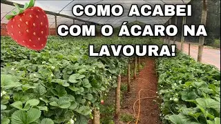 Como controlei ácaro no plantio de morango da estufa! 🍓