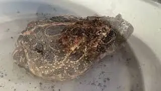 クランウェルツノガエル動画集(255)2025.12.23
