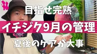【イチジク】9月の管理を園芸農家が教えます！