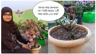 চন্দ্রমল্লিকা গাছ থেকে চারা তৈরির জন্য মাদার গাছ বাঁচিয়ে রাখার গোপন টিপস। @GardeningismyPassion 