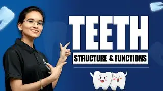 🦷 Human Teeth Explained | Structure, Types, and Uses | Easy Explanation by Vasavi Ma&rsquo;am