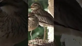 L'oedicn&eacute;me du S&eacute;n&eacute;gal , Senegal Thick-knee (Burhinus senegalensis) #sunumbir #birds #nature