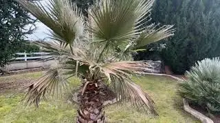 washingtonia robusta sans protection janvier 2025
