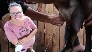 First Time Milking A GOAT!!! - Homesteading Video - Farm Animals