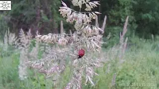 Ladybird - 20160501