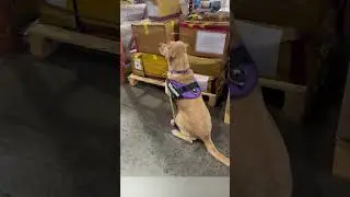 Изъятие каннабиса в GTA