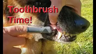 Brushing Your German Shepherd Dog's Teeth