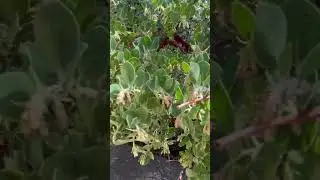 Incredible Plants Native To The USA : Markham Arboretum