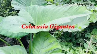 Green Taro Leaves- Village Life #Taro#colocasia gigantea