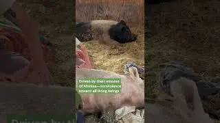 What does it take to transform the lives of rescued farmed animals? 🐄