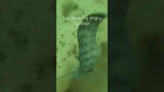 SPEARING WOLFFISH #spearfishing #wolffish  #fishing