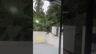 🦚🦚Peacock & Green parrakeet in our Natural home garden.🦚🦚