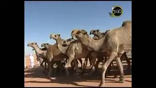 مسيره الشيخ  طلق نشا بن بلعوس - 2012 م