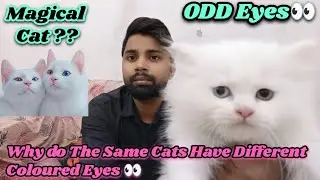 Why do some cats have different eyes ? | odd eyes Persian Cat | how to breed a odd eyes kitten | 