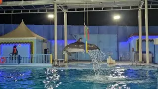 Dolphin 🐬 show in Taif Zoo, KSA 2025