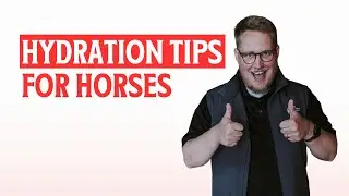 Hydration Tips for Horses
