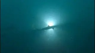 Scuba diving with a spiny dogfish shoal in Norway: GoPro Hero 8 4K
