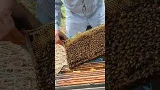 Bee Farm Update | Fresh Honey Harvest